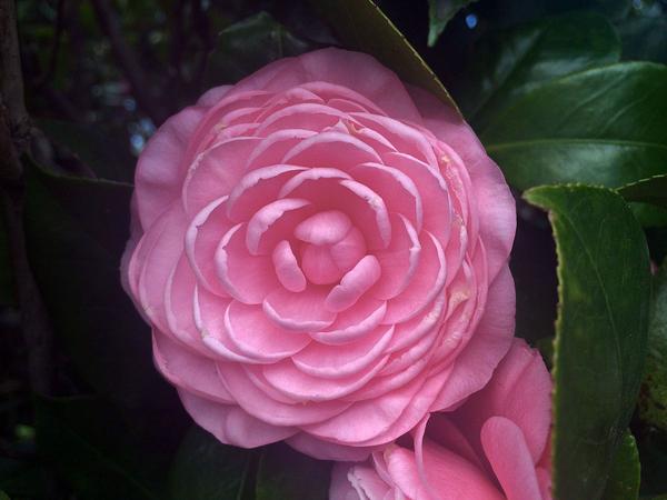 Camellia Japonica Seeds - 15 Seed Pack