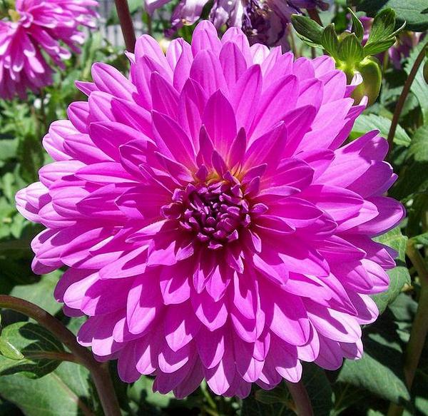 Camellia Japonica Seeds - 15 Seed Pack