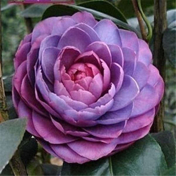 Camellia Japonica Seeds - 15 Seed Pack