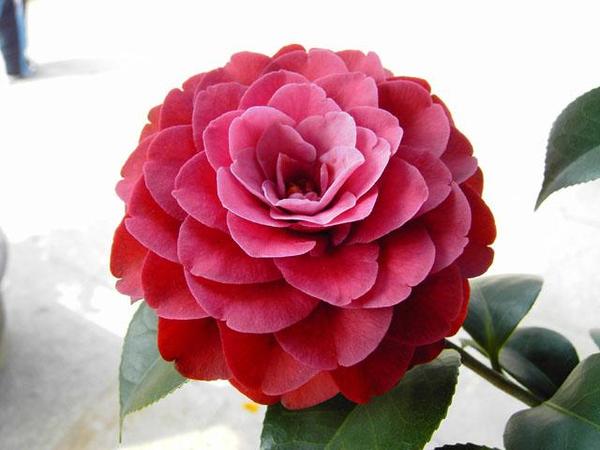 Camellia Japonica Seeds - 15 Seed Pack