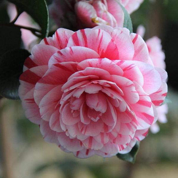 Camellia Japonica Seeds - 15 Seed Pack