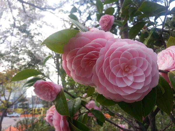 Camellia Japonica Seeds - 15 Seed Pack