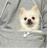 The Doggie Kangaroo Hoodie