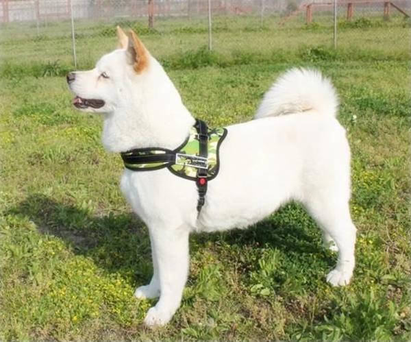 Dog Walking Harness