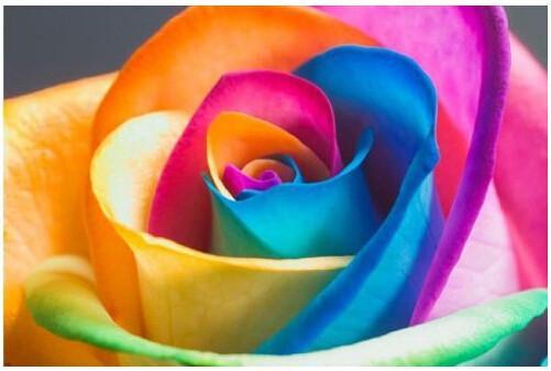 Ultra-Rare Rainbow Rose Seeds - 100 Seed Pack