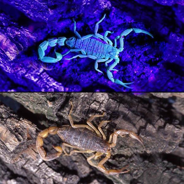 HiLight - LED UV Detection Flash Light