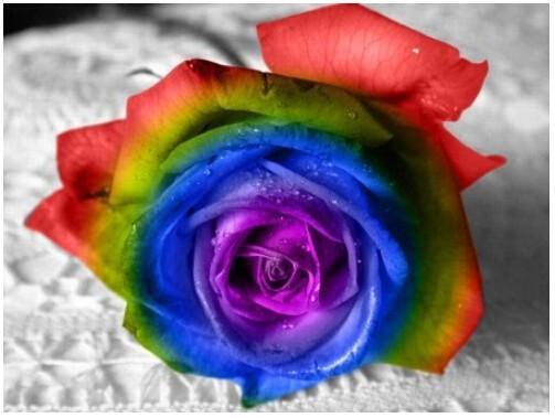 Ultra-Rare Rainbow Rose Seeds - 100 Seed Pack