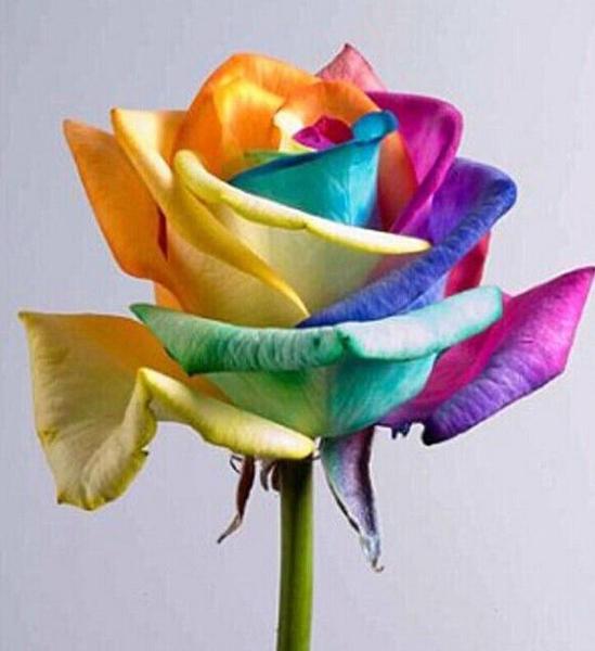 Ultra-Rare Rainbow Rose Seeds - 100 Seed Pack