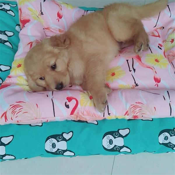 Henry - Pet Bed Cushion