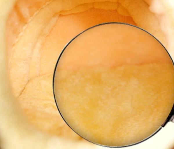 Coco - Animal Theme Nest Pet Bed