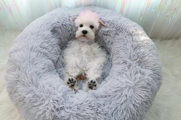 Mini - Round Fluffy Plush Pet Bed