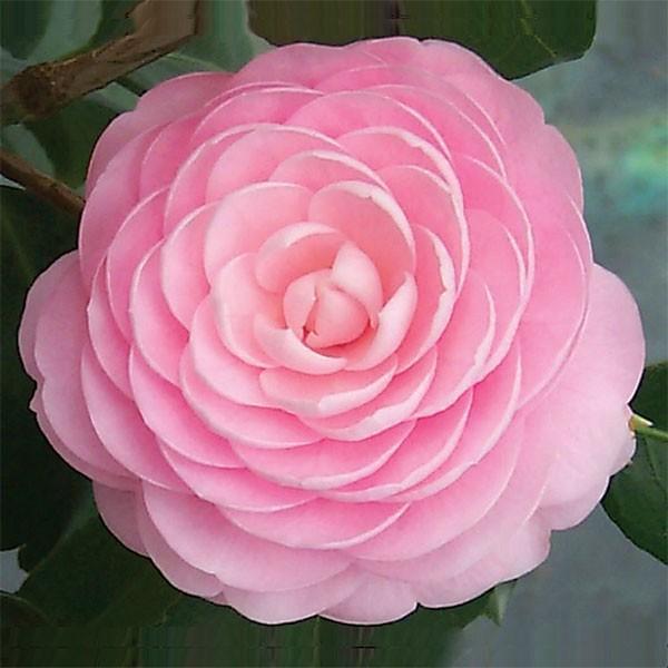 Camellia Japonica Seeds - 15 Seed Pack